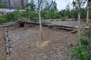 Chien des buissons