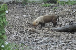 Chien des buissons