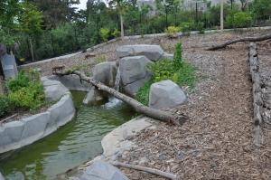 Chien des buissons
