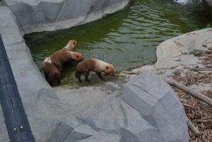 Chien des buissons