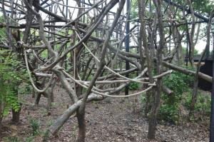 Singe laineux