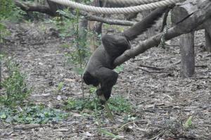 Singe laineux