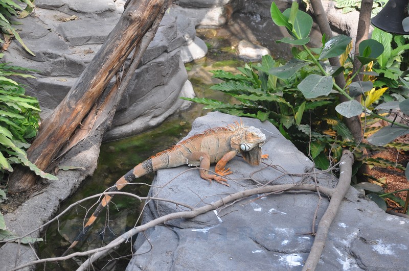 Iguane