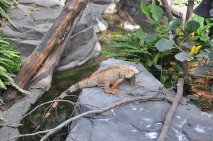 Iguane