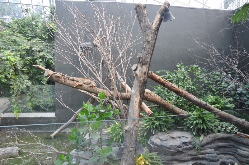 Iguane