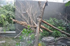 Iguane