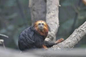 Tamarin-lion à tête dorée