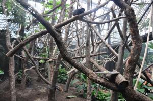 Tamarin de Goeldi