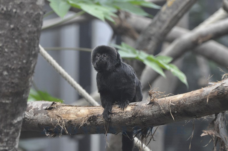 Tamarin de Goeldi