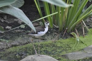 Échasse blanche