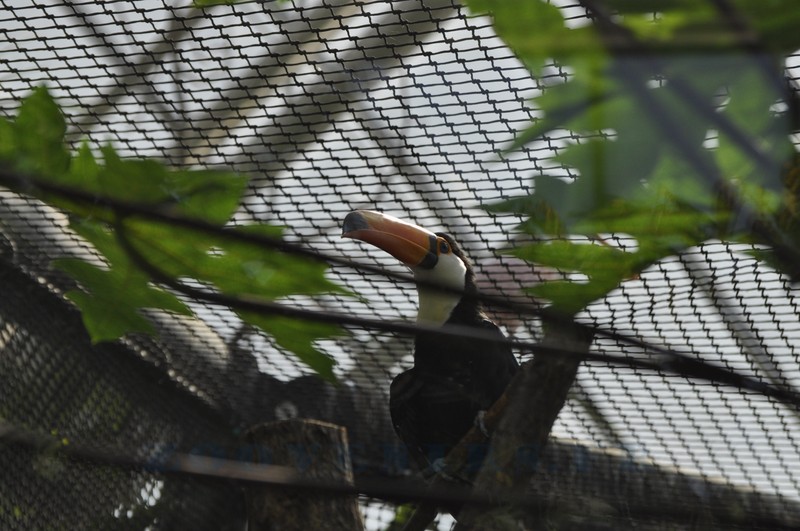 Toucan toco