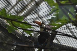 Toucan toco