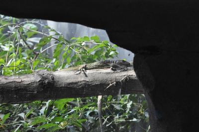 Lézard caïman 