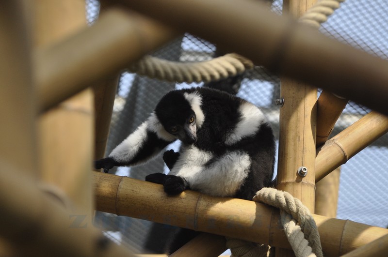 Lémur vari à ceinture blanche