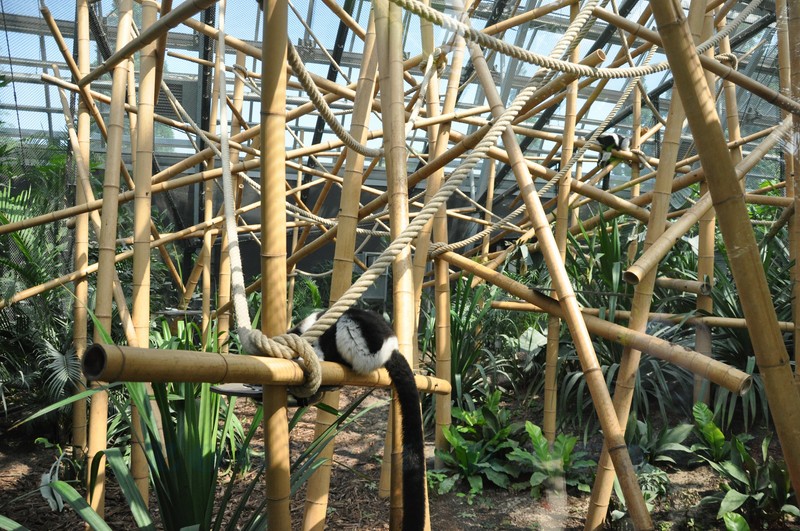 Lémur vari à ceinture blanche