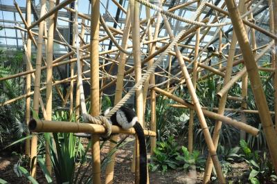 Lémur vari à ceinture blanche