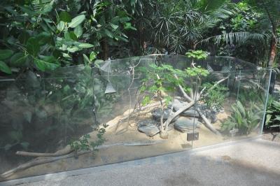 Tracheloptychus madagascariensis