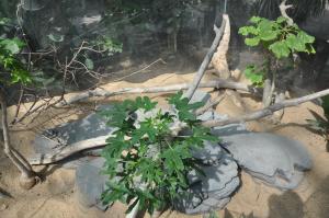 Tracheloptychus madagascariensis