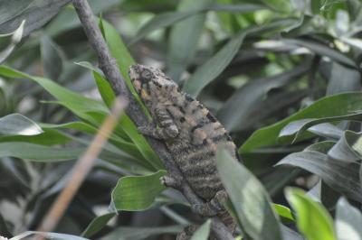 Caméléon panthère