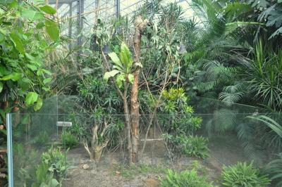 Caméléon panthère