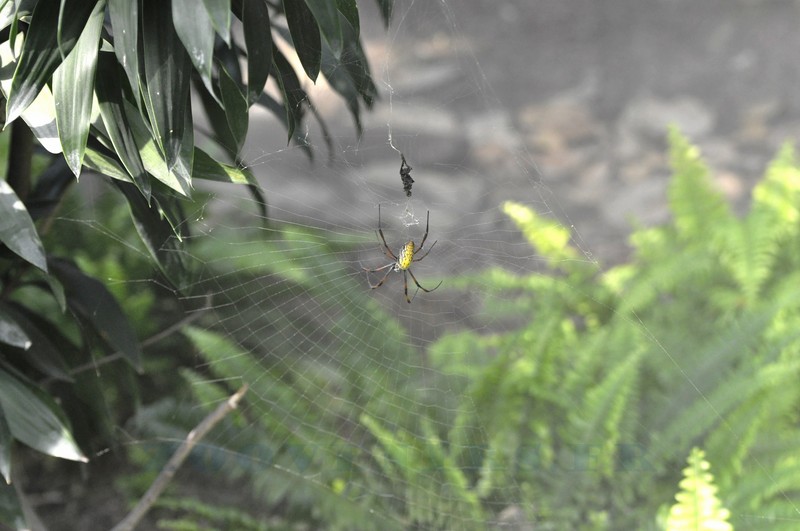 Néphile de Madagascar