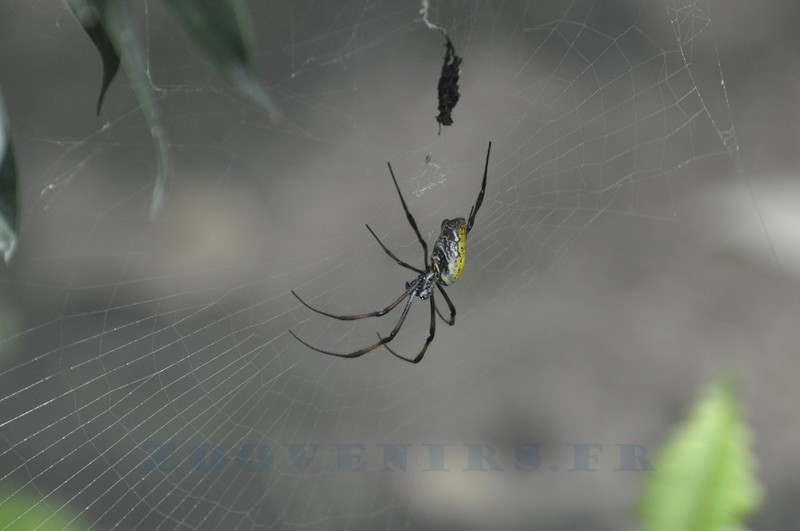 Néphile de Madagascar