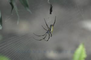 Néphile de Madagascar
