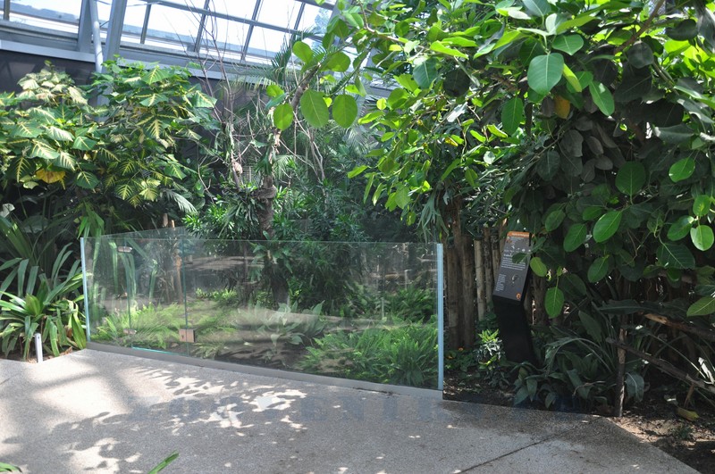 Néphile de Madagascar