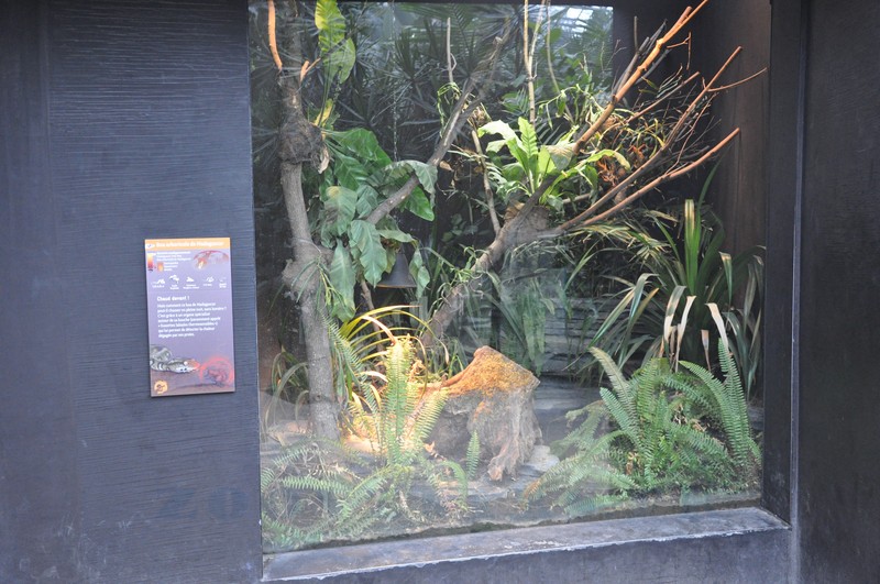 Boa arboricole de Madagascar