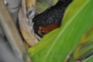 Grenouille tomate