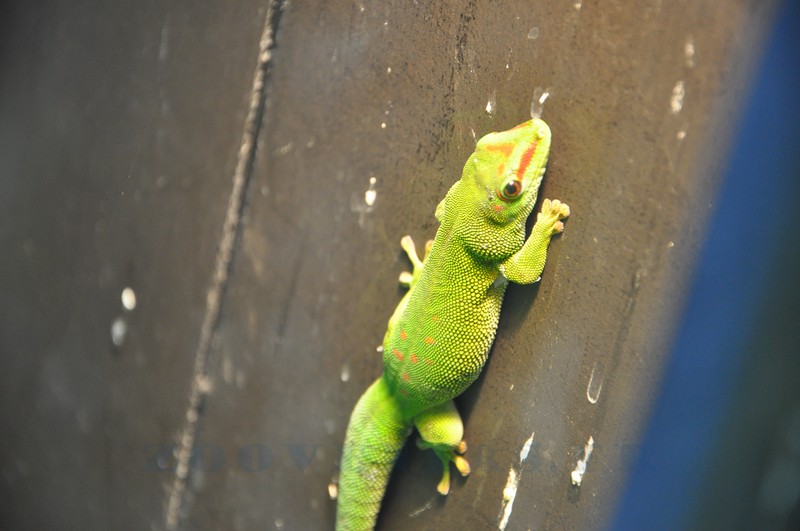 Phelsuma madagascariensis grandis