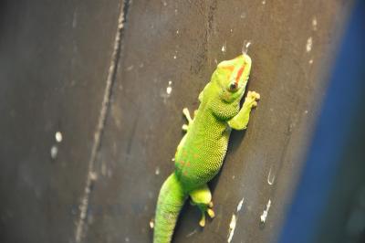 Phelsuma madagascariensis grandis