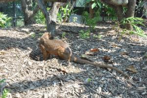 Fossa