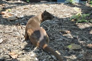 Fossa