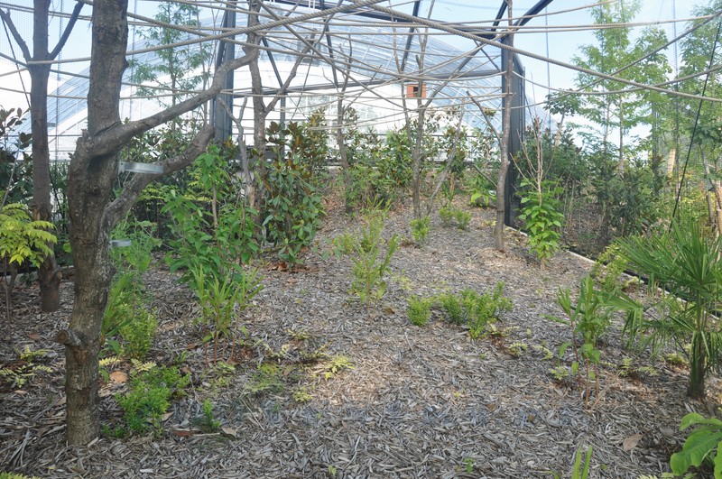 Roussette de Rodrigues