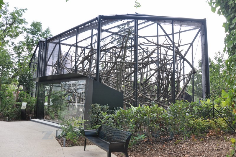 Propithéque couronné