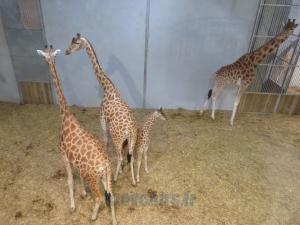 Girafe d'Afrique de l'Ouest