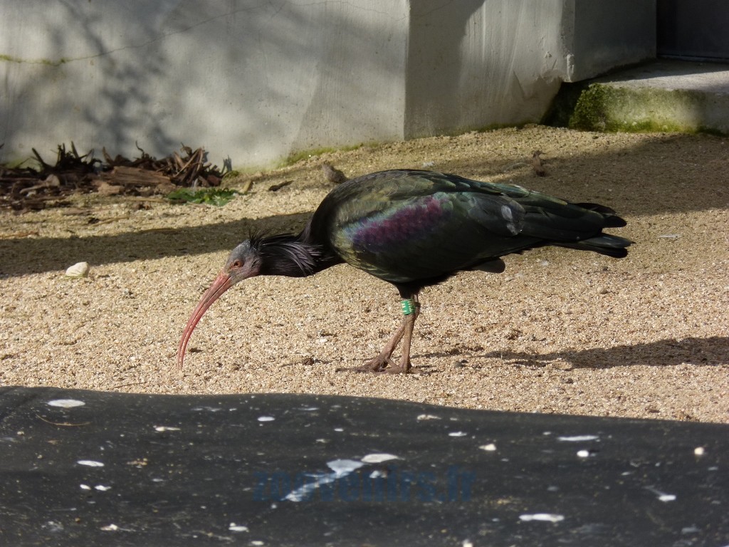 Ibis chauve