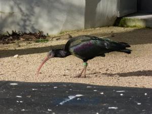 Ibis chauve