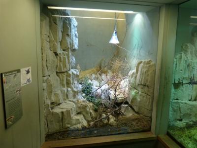 Couleuvre à échelons