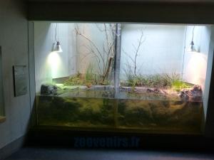Grenouille agile - Grenouille taureau