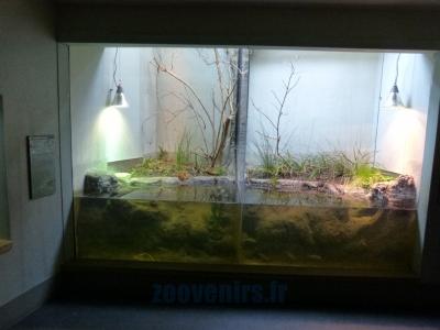 Grenouille agile - Grenouille taureau