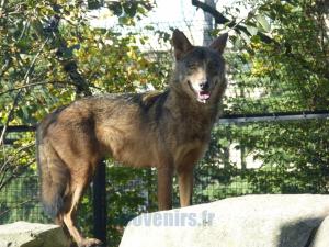Loup ibérique