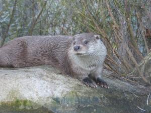Loutre d'Europe