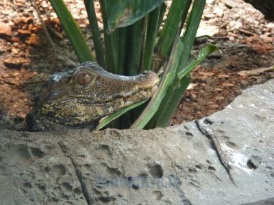 Crocodile