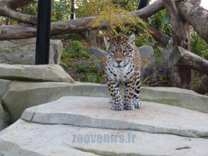 Jaguar