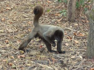 Singe laineux