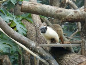 Ouistiti bicolore 