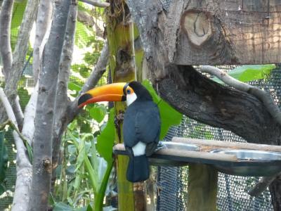 Toucan toco