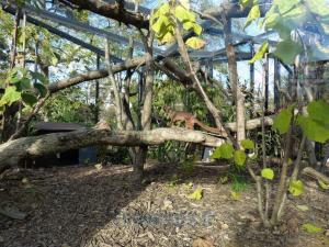 Fossa